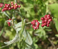 Helichrysum sanguineum