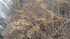 Reynoutria japonica