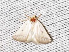 Eublemma fulvitermina