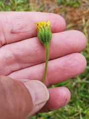 Kyhosia bolanderi