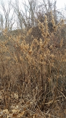 Reynoutria japonica