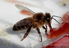 Apis mellifera