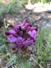 Pedicularis rubens