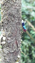 Amblyscarta opulenta