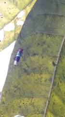 Amblyscarta opulenta