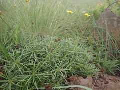 Euryops laxus