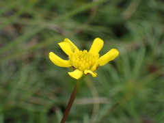 Euryops laxus