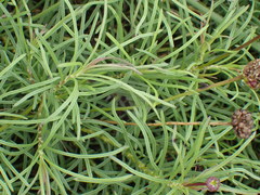 Euryops laxus
