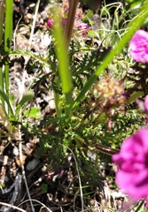 Pedicularis anthemifolia