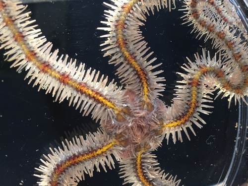 Common Brittle Star, photo 7 of 7