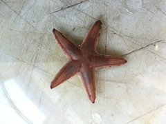 Astropecten irregularis