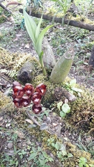 Peristeria pendula