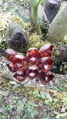 Peristeria pendula