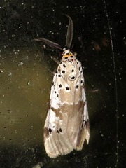 Galtara nepheloptera