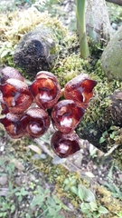 Peristeria pendula