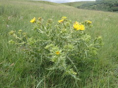 Berkheya bergiana