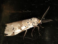 Galtara nepheloptera