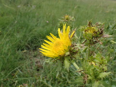 Berkheya bergiana
