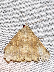 Pandesma robusta