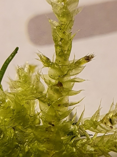 Image of Rhynchostegium megapolitanum by no rights reserved