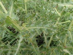 Berkheya bergiana