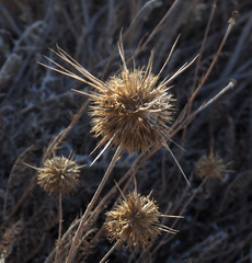 Echinops polyceras