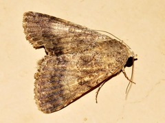 Pandesma robusta