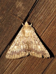 Pandesma robusta