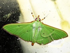 Parotis prasinophila
