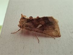 Autographa metallica
