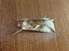 Autographa metallica