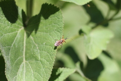 Cosmoclopius nigroannulatus