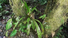 Chaubardia heteroclita