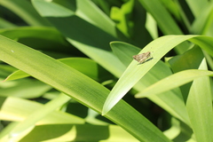 Polites vibex catilina