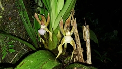 Chaubardia heteroclita