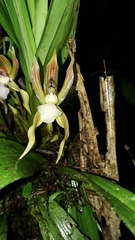 Chaubardia heteroclita