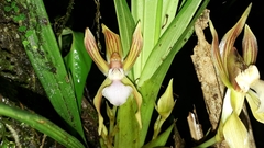 Chaubardia heteroclita