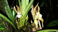 Chaubardia heteroclita