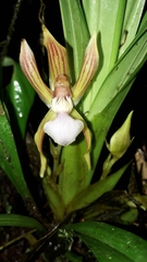 Chaubardia heteroclita