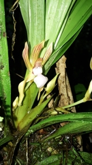 Chaubardia heteroclita