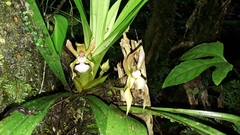 Chaubardia heteroclita