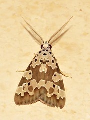Sommeria culta