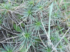 Plantago subulata