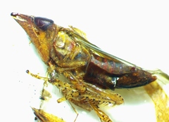 Scaphytopius rubellus