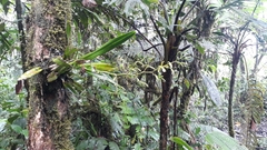 Vandoideae