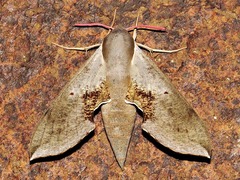 Hippotion rosae