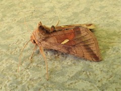 Autographa metallica