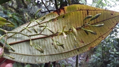 Vandoideae