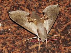 Hippotion rosae