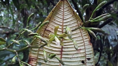 Vandoideae